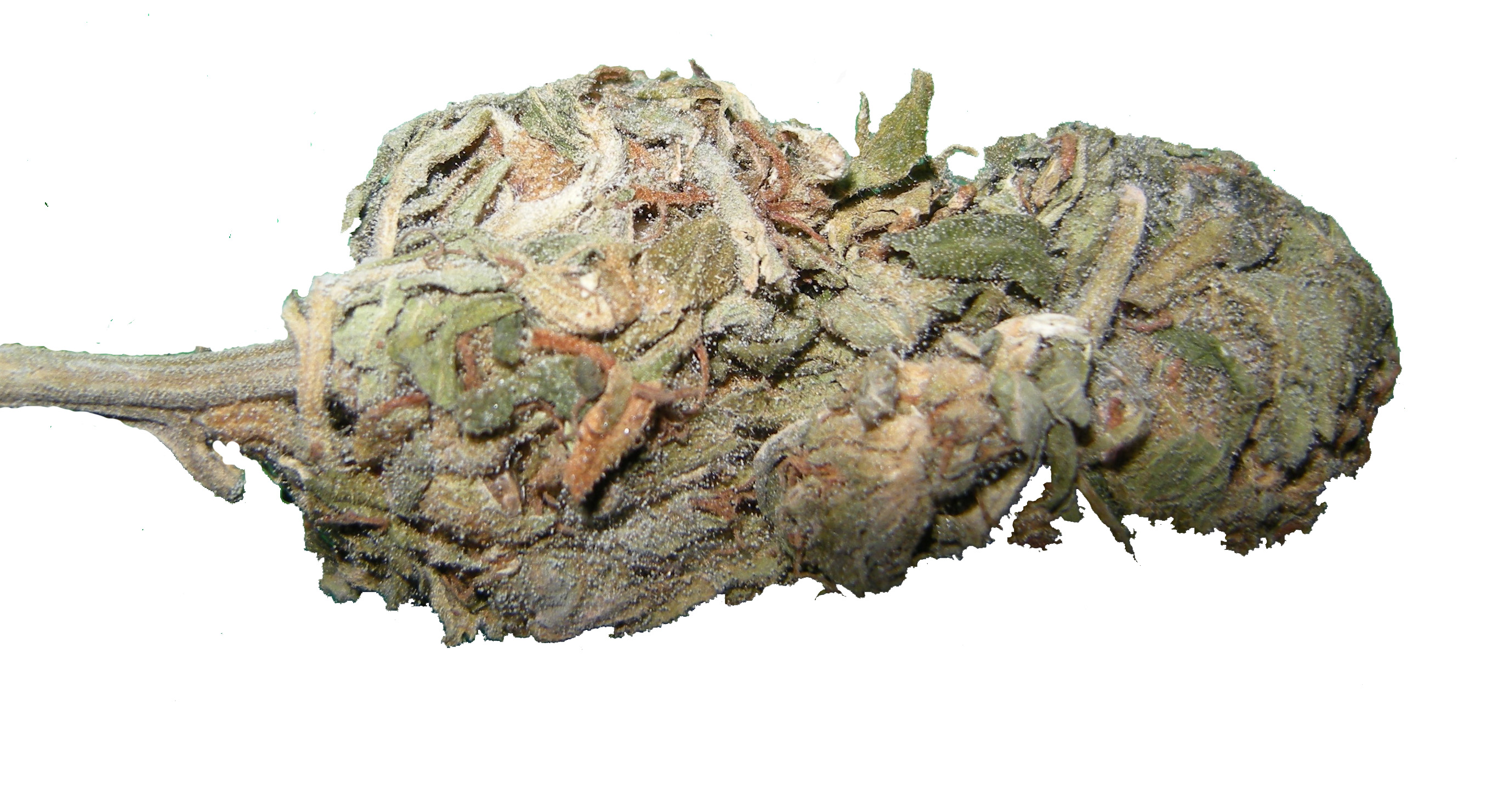 Durban Poison