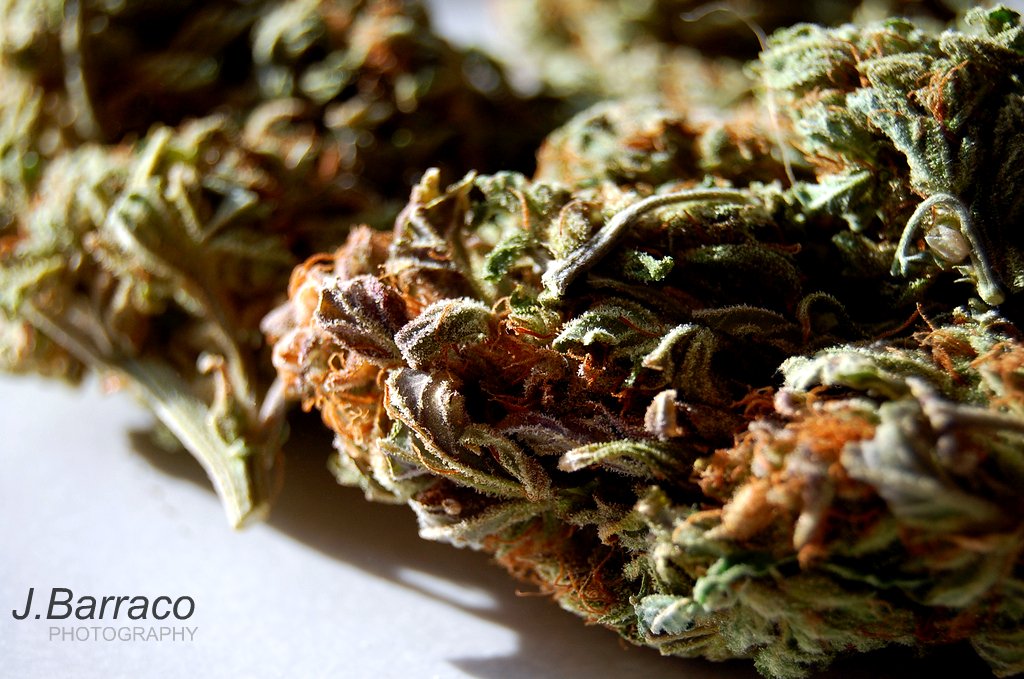 Gorilla Glue #4