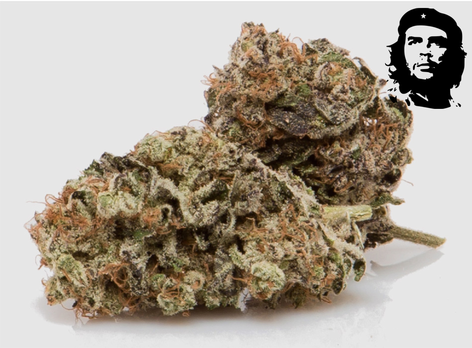 Girl Scout Cookies