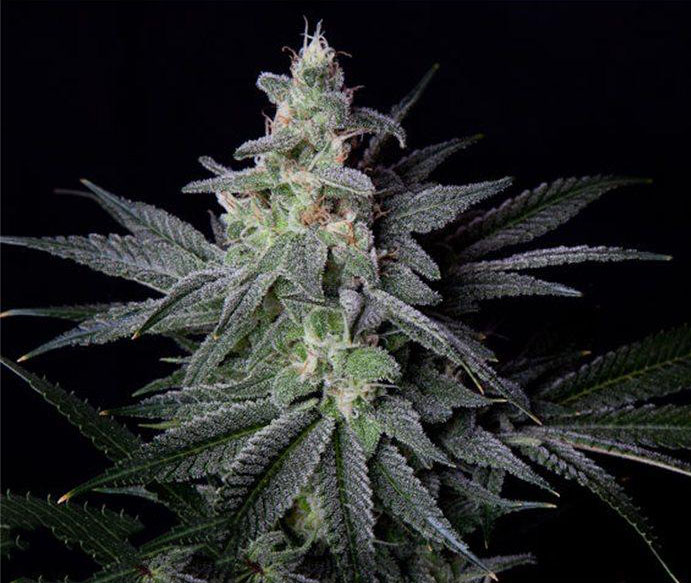 Jack Herer