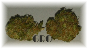 Lemon Haze