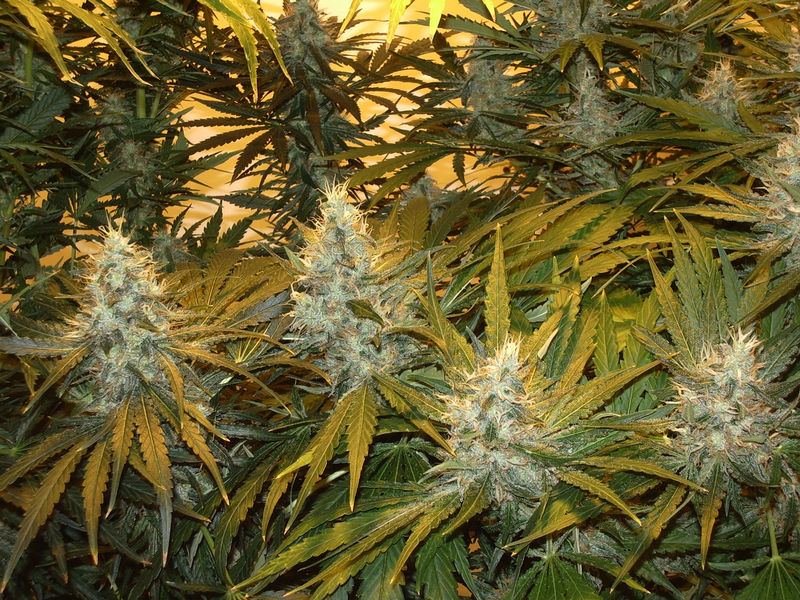 Northern Lights