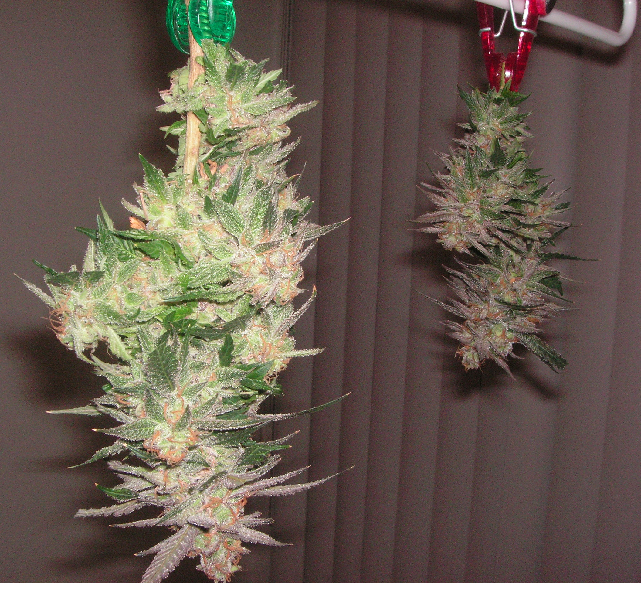 OG Kush