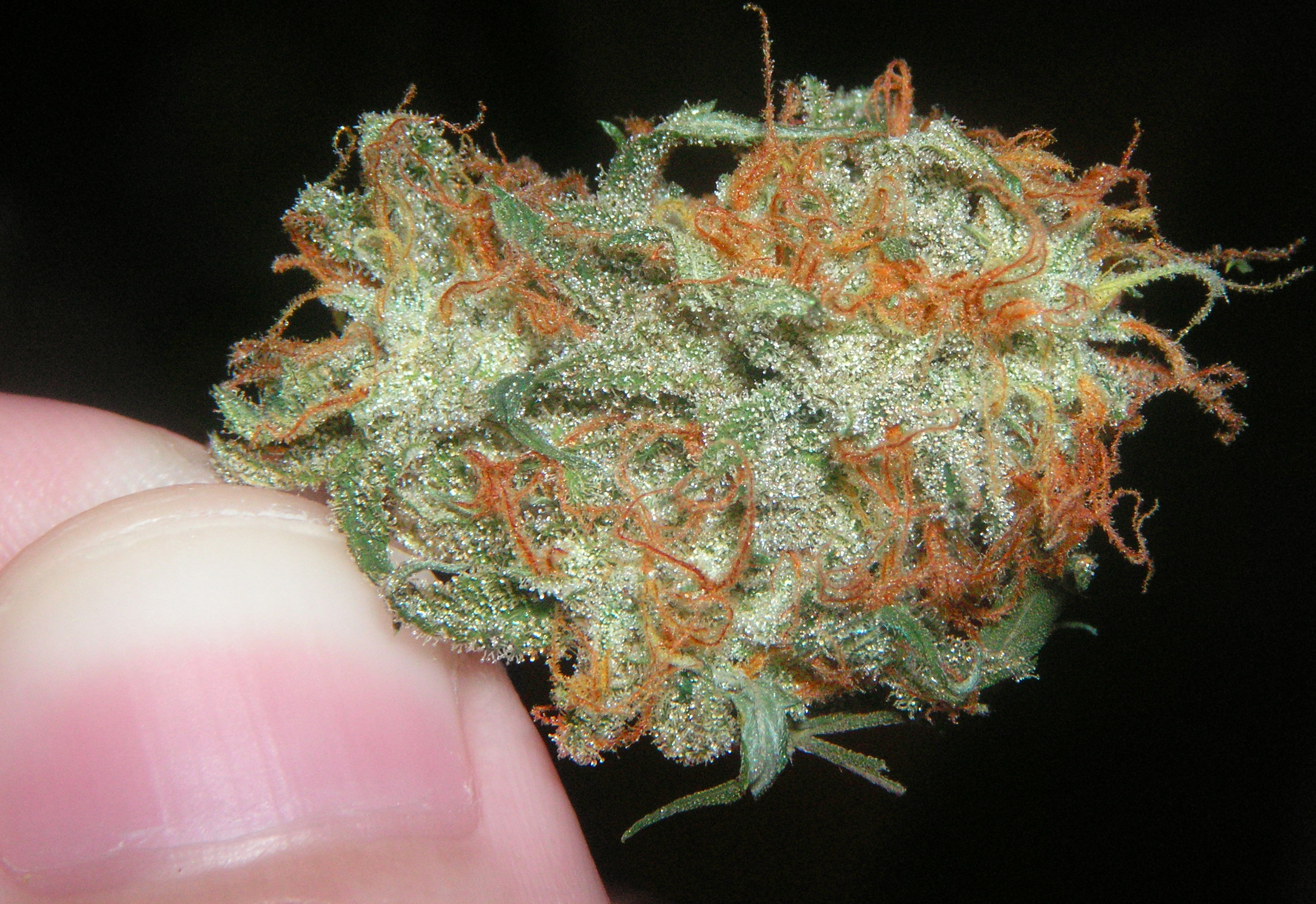 Super Silver Haze