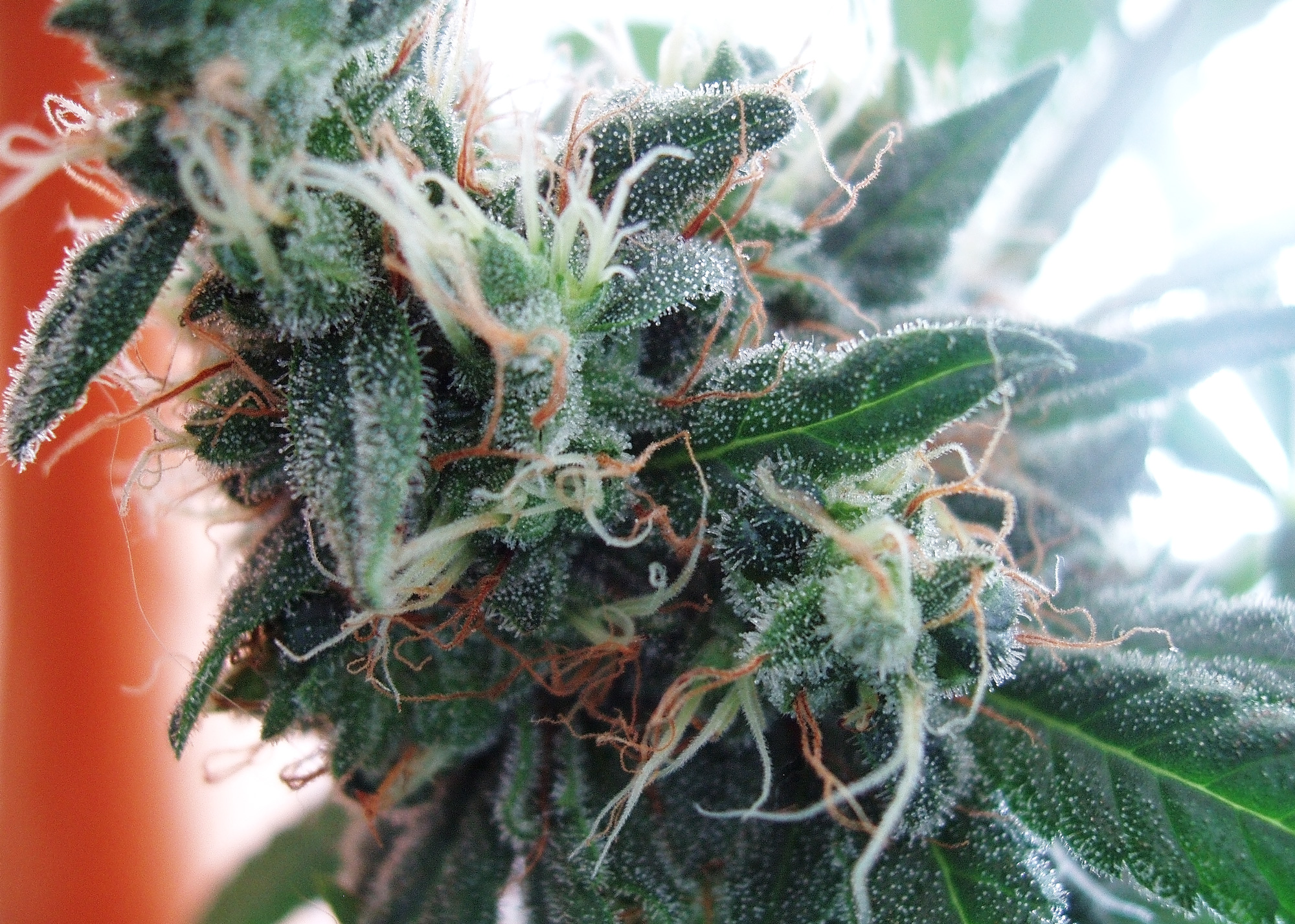 White Widow